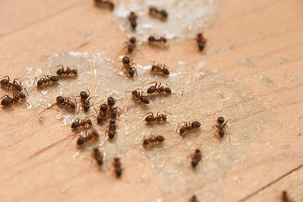 Best Pest Control Near Me  in South Wenatchee, WA