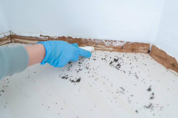 Best Affordable Pest Control Services  in South Wenatchee, WA